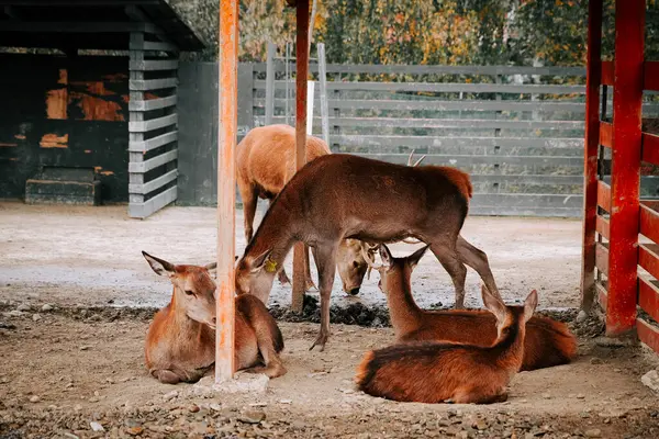 Kırsal kesimde gündüz vakti çitli bir alanda huzur içinde otlayan geyikler.