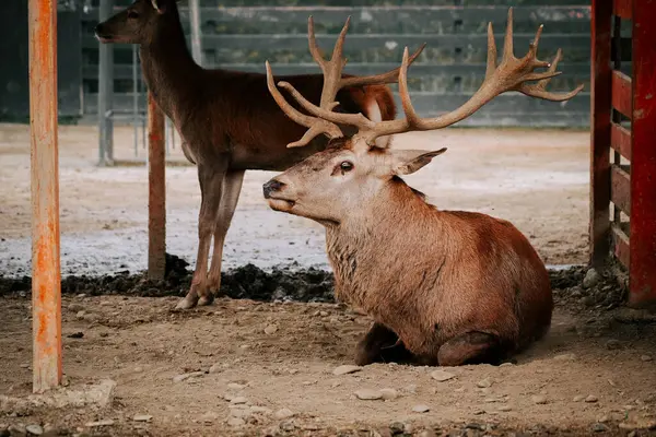 Kırsal kesimde gündüz vakti çitli bir alanda huzur içinde otlayan geyikler.
