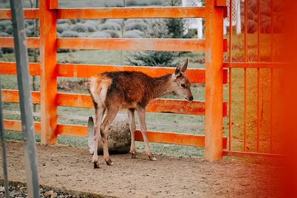 Kırsal kesimde gündüz vakti çitli bir alanda huzur içinde otlayan geyikler.