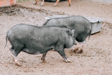 İki küçük domuz kırsal alanda gündüz vakti çiftlikte yürüyorlar.