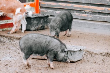 Öğleden sonra kırsal bir çiftlikte çamurlu bir ağılda beslenen domuzlar.