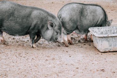 İki koca göbekli domuz, öğleden sonra güneşli bir yemliğin yanında çamurlu bir çiftlikte yiyecek arıyor.