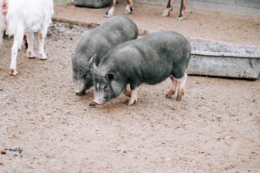 Bulutlu bir günde diğer hayvanların yanında çamurlu bir çiftlikte yiyecek arayan iki küçük domuz.