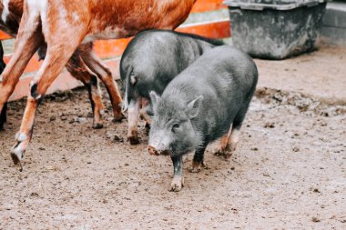 Öğleden sonra bir inek yakınlarda yürürken iki siyah domuz çamurlu bir çiftliği keşfediyor.