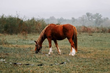 Sabahın erken saatlerinde sisli bir tarlada huzur içinde otlayan at.