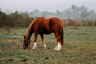 Sabahın erken saatlerinde sisli bir tarlada huzur içinde otlayan at.