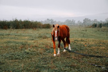 Sabahın erken saatlerinde sisli bir tarlada huzur içinde otlayan at.