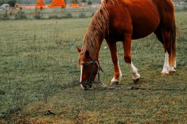 Sabahın erken saatlerinde sisli bir tarlada huzur içinde otlayan at.