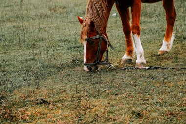 Sabahın erken saatlerinde sisli bir tarlada huzur içinde otlayan at.