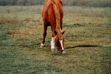 Sabahın erken saatlerinde sisli bir tarlada huzur içinde otlayan at.