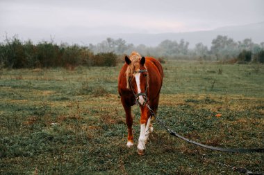 Kahverengi at sabahın erken saatlerinde sisli çayırlarda otluyor.