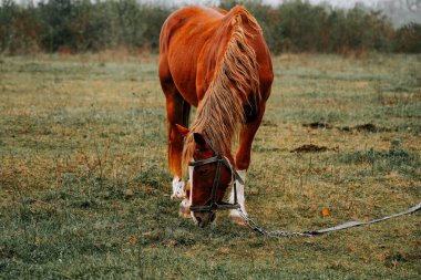 Kahverengi at sabahın erken saatlerinde sisli çayırlarda otluyor.