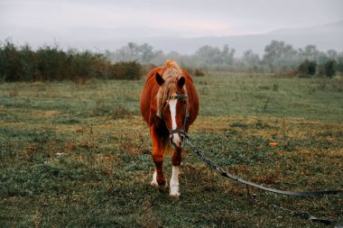 Kahverengi at sabahın erken saatlerinde sisli çayırlarda otluyor.
