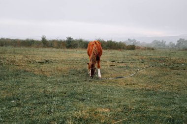 Kahverengi at sabahın erken saatlerinde sisli çayırlarda otluyor.