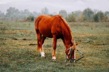 Kahverengi at sabahın erken saatlerinde sisli çayırlarda otluyor.
