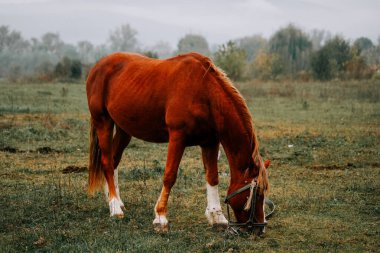 Kahverengi at sabahın erken saatlerinde sisli çayırlarda otluyor.