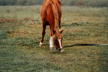Sabahın erken saatlerinde sisli bir tarlada otlayan kahverengi at.