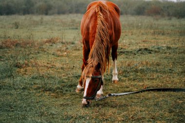 Sabahın erken saatlerinde sisli bir tarlada otlayan kahverengi at.