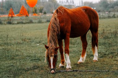 Kırsal kesimde sabahın erken saatlerinde sisli bir tarlada at otluyor.