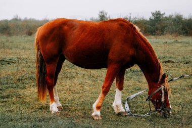 Kırsal kesimde sabahın erken saatlerinde sisli bir tarlada at otluyor.