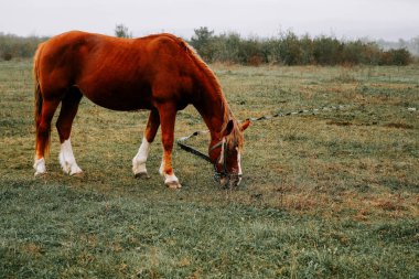 Kırsal kesimde sabahın erken saatlerinde sisli bir tarlada at otluyor.