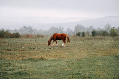 Kırsal kesimde sabahın erken saatlerinde sisli bir tarlada at otluyor.