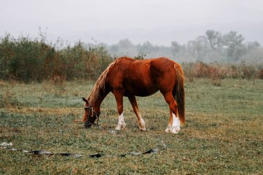 Kırsal kesimde sabahın erken saatlerinde sisli bir tarlada at otluyor.