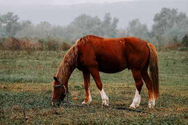Kırsal kesimde sabahın erken saatlerinde sisli bir tarlada at otluyor.