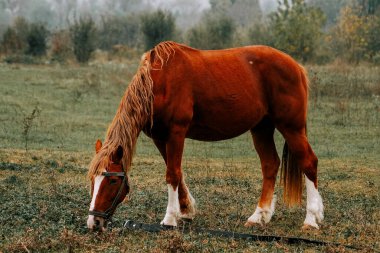 Kırsal kesimde sabahın erken saatlerinde sisli bir tarlada at otluyor.