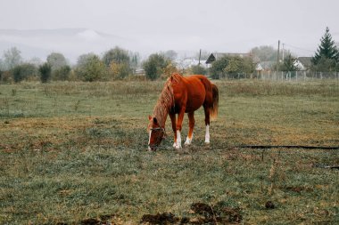 Kırsal kesimde sabahın erken saatlerinde sisli bir tarlada at otluyor.