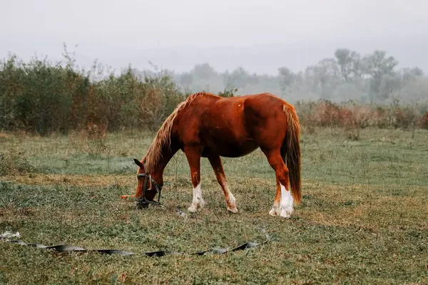 Sabahın erken saatlerinde sisli bir tarlada huzur içinde otlayan at.
