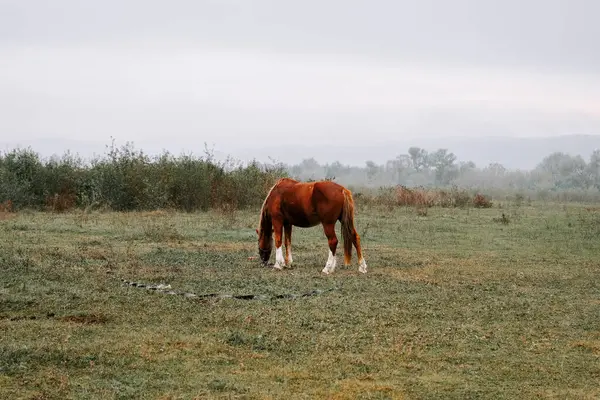 Sabahın erken saatlerinde sisli bir tarlada huzur içinde otlayan at.