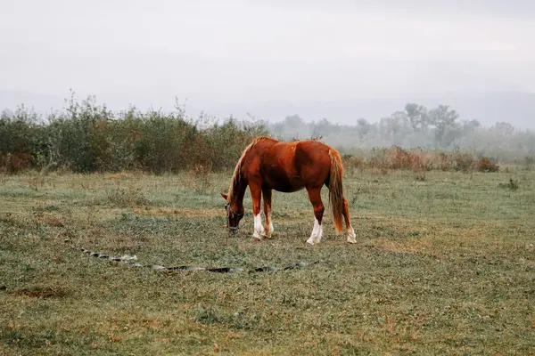 Sabahın erken saatlerinde sisli bir tarlada huzur içinde otlayan at.
