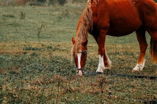 Sabahın erken saatlerinde sisli bir tarlada huzur içinde otlayan at.
