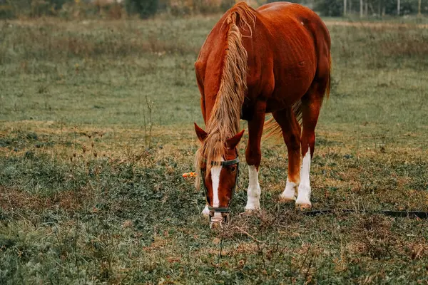 Sabahın erken saatlerinde sisli bir tarlada huzur içinde otlayan at.