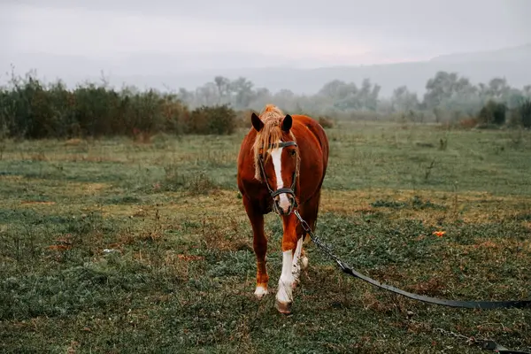Sabahın erken saatlerinde sisli bir tarlada huzur içinde otlayan at.