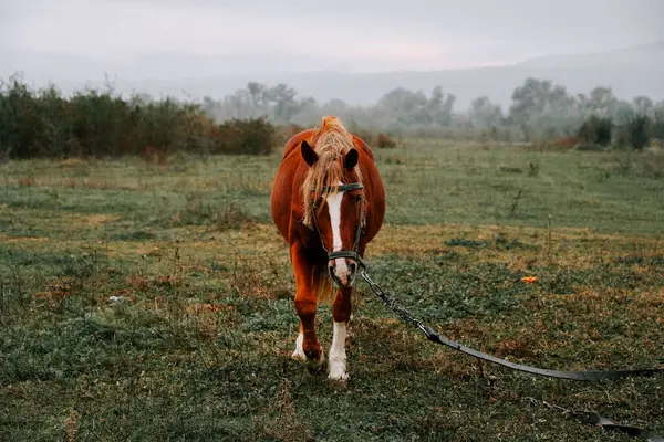 Sabahın erken saatlerinde sisli bir tarlada huzur içinde otlayan at.
