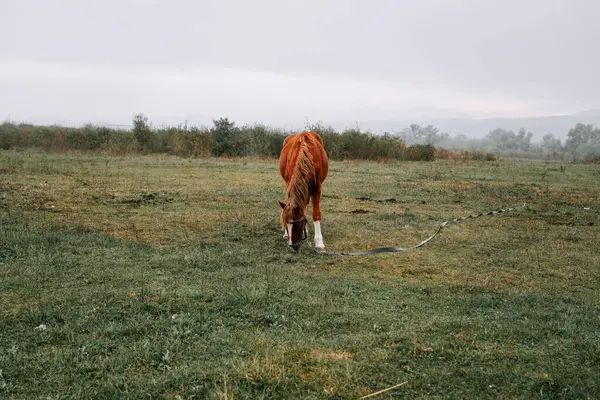Sabahın erken saatlerinde sisli bir tarlada huzur içinde otlayan at.