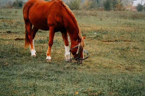 Sabahın erken saatlerinde sisli bir tarlada huzur içinde otlayan at.