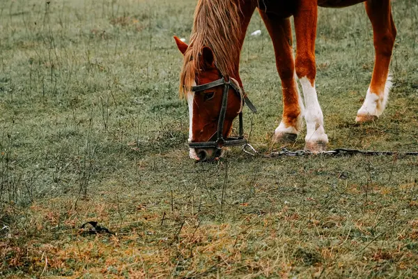 Sabahın erken saatlerinde sisli bir tarlada huzur içinde otlayan at.