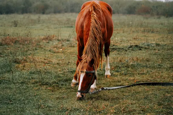Sabahın erken saatlerinde sisli bir tarlada huzur içinde otlayan at.