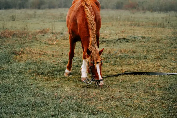 Sabahın erken saatlerinde sisli bir tarlada huzur içinde otlayan at.
