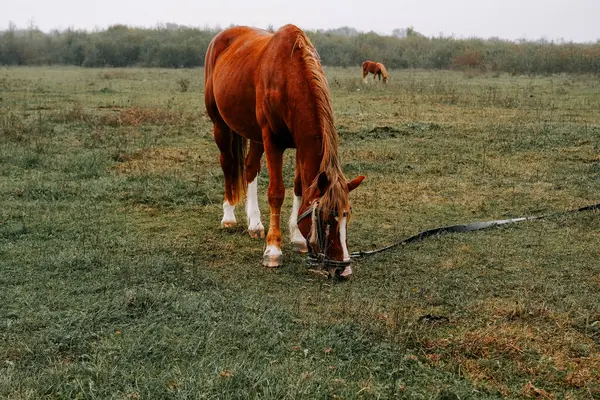 Sabahın erken saatlerinde sisli bir tarlada huzur içinde otlayan at.