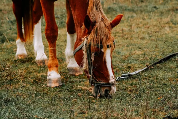 Sabahın erken saatlerinde sisli bir tarlada huzur içinde otlayan at.