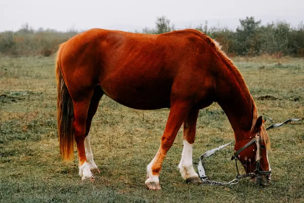 Sabahın erken saatlerinde sisli bir tarlada huzur içinde otlayan at.
