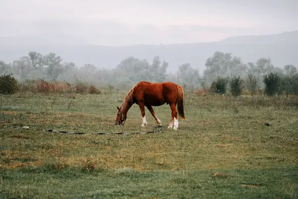 Sabahın erken saatlerinde sisli bir tarlada huzur içinde otlayan at.
