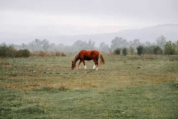 Sabahın erken saatlerinde sisli bir tarlada huzur içinde otlayan at.