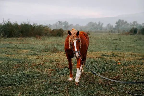 Kahverengi at sabahın erken saatlerinde sisli çayırlarda otluyor.