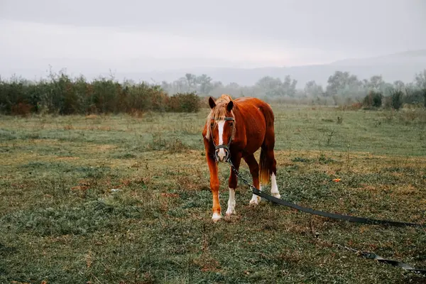 Kahverengi at sabahın erken saatlerinde sisli çayırlarda otluyor.