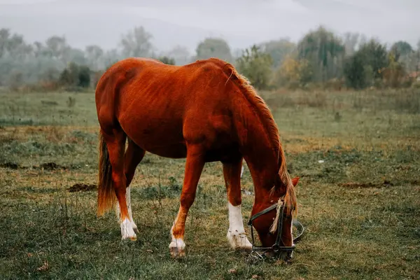 Kahverengi at sabahın erken saatlerinde sisli çayırlarda otluyor.